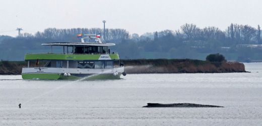 Wismar: Rettungsversuch für gestrandeten Wal – Minister gibt grünes Licht