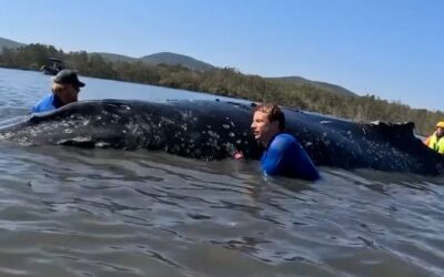 Australier zeigen, wie es geht!: Wal-Rettung nach wenigen Stunden erfolgreich