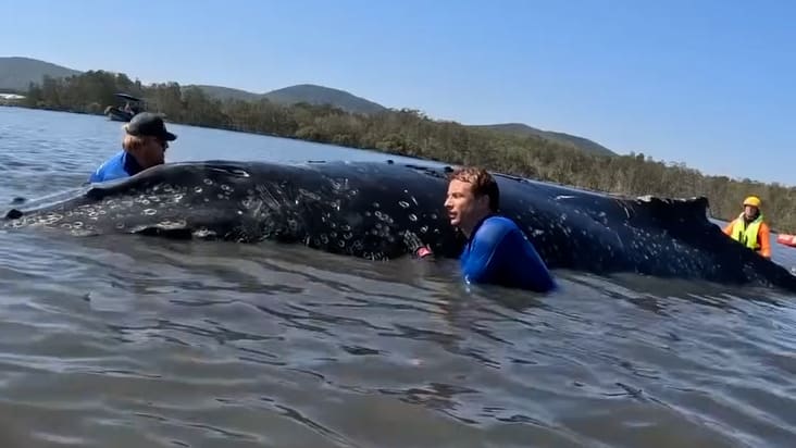 Australier zeigen, wie es geht!: Wal-Rettung nach wenigen Stunden erfolgreich