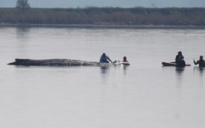 Rettungsversuch für Wal Timmy: Millionäre fliegen Tierärztin aus Hawaii ein