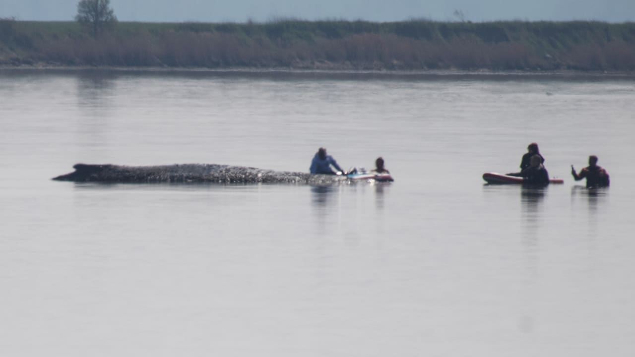Rettungsversuch für Wal Timmy: Millionäre fliegen Tierärztin aus Hawaii ein