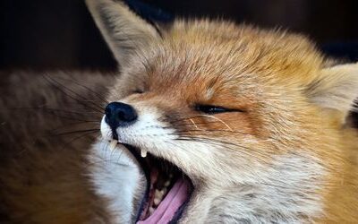 Berlin: Bezirk Reinickendorf warnt vor »aggressivem Fuchs«