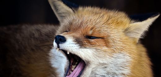 Berlin: Bezirk Reinickendorf warnt vor »aggressivem Fuchs«