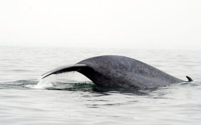 Ernährung: Bedrohte Lebensräume: Warum dm und Rossmann Krill-Produkte aus dem Sortiment nehmen