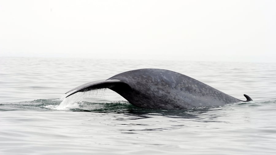 Ernährung: Bedrohte Lebensräume: Warum dm und Rossmann Krill-Produkte aus dem Sortiment nehmen