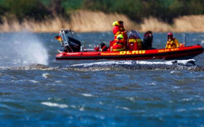 Seit rund vier Wochen gestrandet: Muss Timmy gefüttert werden?