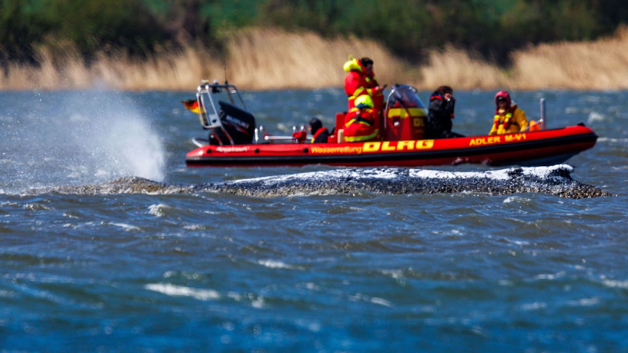 Seit rund vier Wochen gestrandet: Muss Timmy gefüttert werden?