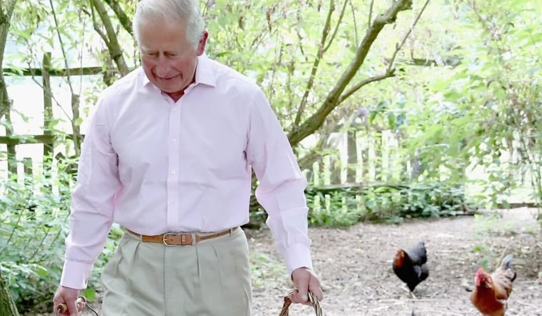 Beim Hühnerfüttern: So haben wir König Charles noch nie gesehen