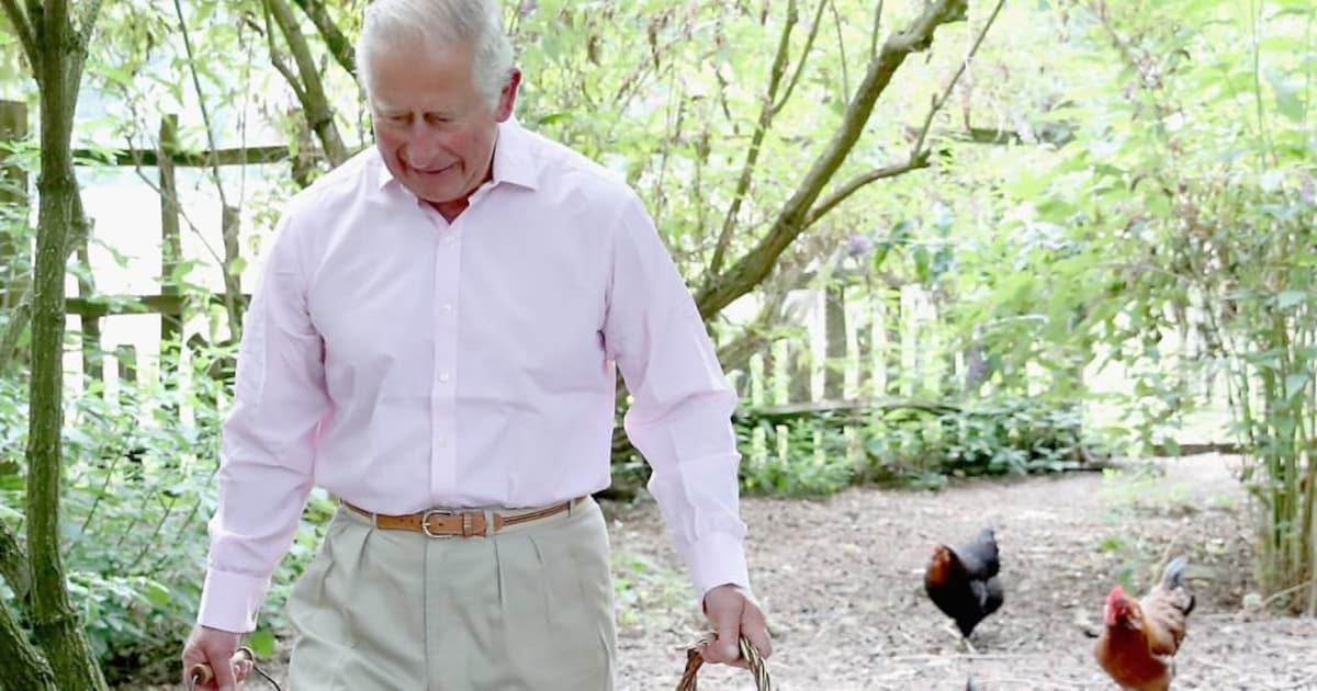 Beim Hühnerfüttern: So haben wir König Charles noch nie gesehen