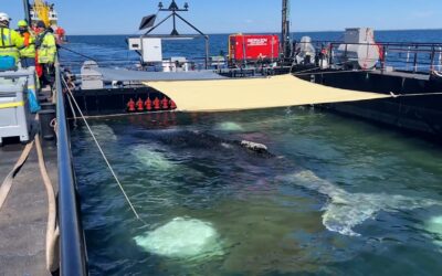 So reist Timmy nach Hause: Neue Aufnahmen aus dem Wal-Transport