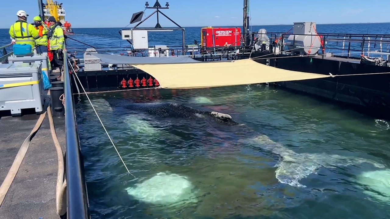 So reist Timmy nach Hause: Neue Aufnahmen aus dem Wal-Transport