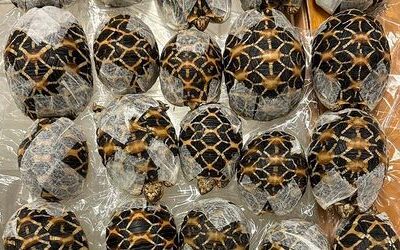 Bangkok: Schmugglerin mit 30 Schildkröten unter der Kleidung erwischt