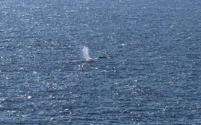 Ostsee-Wal »Timmy«: Experten alarmiert – Rätsel um verschwundene Senderdaten