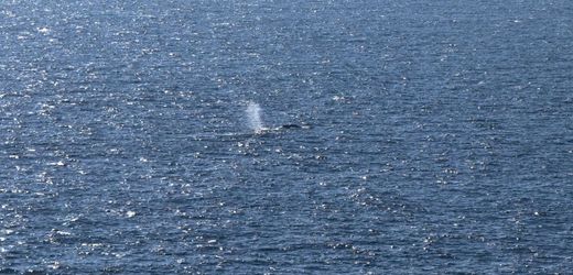 Ostsee-Wal »Timmy«: Experten alarmiert – Rätsel um verschwundene Senderdaten