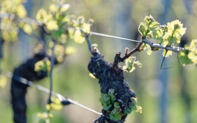 Wein: Weltweit wird so wenig getrunken wie zuletzt im Jahr 1957, meldet die OIV