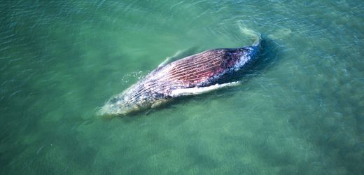 Ostsee-Wal-News heute: Toter Wal vor dänischer Insel trägt keinen Sender