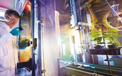 Bayer: US-Firma verklagt Bayer wegen Monopol bei Maissaatgut