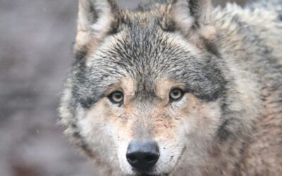 Angriff auf Frau: Hamburger Wolf ist laut Umweltbehörde wahrscheinlich tot