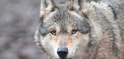 angriff-auf-frau-hamburger-wolf-ist-laut-umweltbehoerde-wahrscheinlich-tot.jpg Angriff auf Frau: Hamburger Wolf ist laut Umweltbehörde wahrscheinlich tot