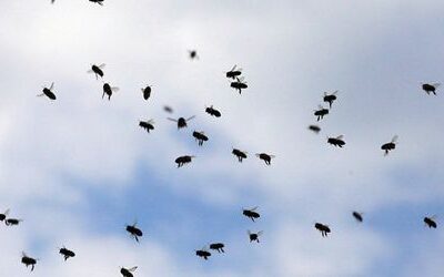 Cattolica in Italien: Tausende Bienen überfallen italienischen Strand
