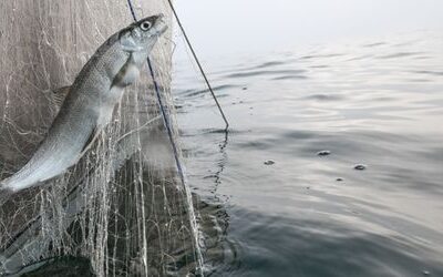 Bodensee: Fangverbot für Felchen könnte bald gelockert werden